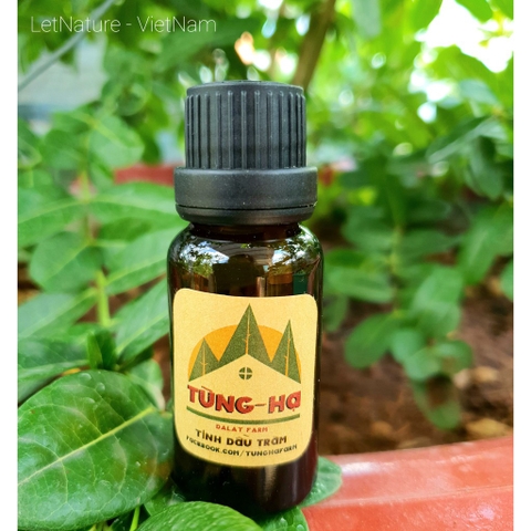 Tinh dầu Tràm Gió (10ml & 20ml) - Tùng Hạ