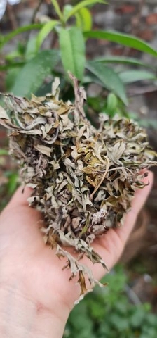 Điếu hơ ngải cứu rừng (1 gói 15 cây)