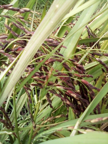 Gạo lứt tím thảo dược hữu cơ USDA EU 1kg