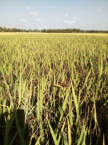 Gạo lứt tím thảo dược hữu cơ USDA EU 1kg