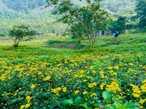 Cúc Cổ Trà Hoa hữu cơ Karose (lọ 20gr) - chứng nhận hữu cơ USDA