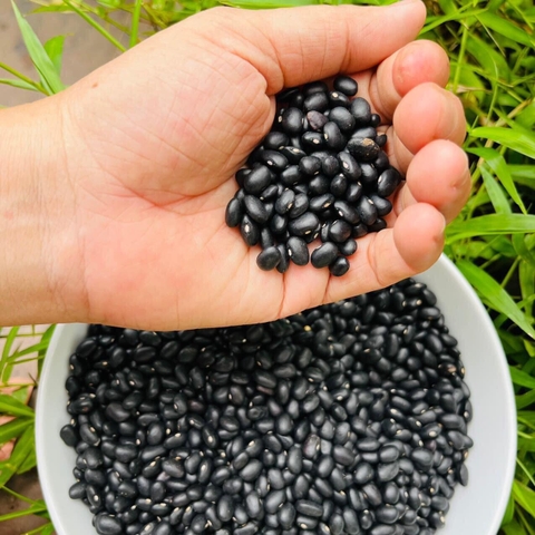 Đậu Tây Đen - Noom (100% giống thuần chủng, quy trình canh tác hữu cơ)