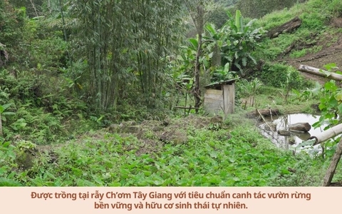 Đậu Tây Đen - Noom (100% giống thuần chủng, quy trình canh tác hữu cơ)