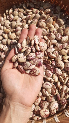 Đậu ngự khô vườn rừng Tây Giang - Noom