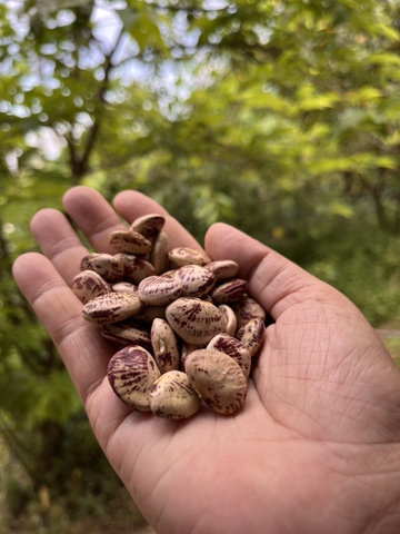 Đậu ngự khô vườn rừng Tây Giang - Noom