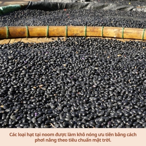 Đậu Tây Đen - Noom (100% giống thuần chủng, quy trình canh tác hữu cơ)