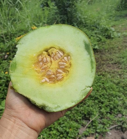Dưa gang vàng quả tròn giống cũ