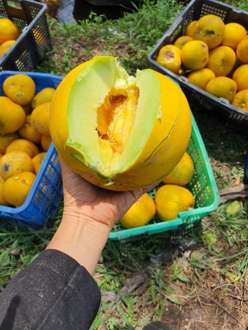 Dưa gang vàng quả tròn giống cũ
