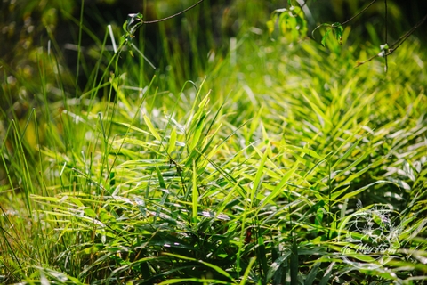 Gừng mật ong & Gừng muối mật ong  - Lá  Mây Farm