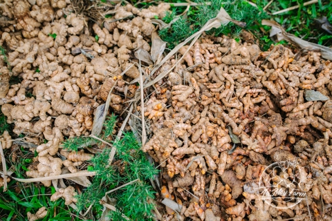 Gừng mật ong & Gừng muối mật ong  - Lá  Mây Farm