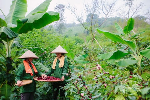 Trà Hibiscus,  Mứt Hibiscus, Siro Hibiscus - Lá Mây Farm