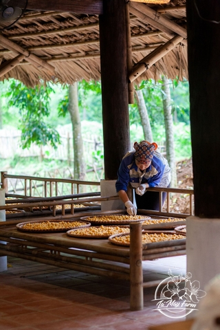 Mơ muối Umeboshi – Lá Mây Farm