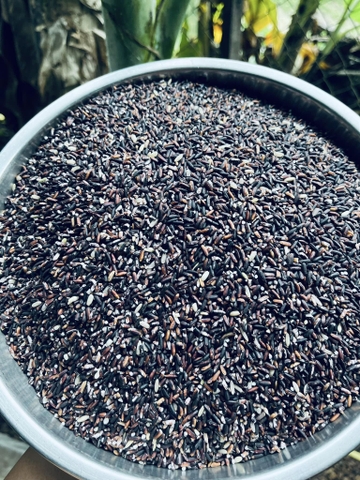 Nếp Than Lứt Thơm Rằng Thơm