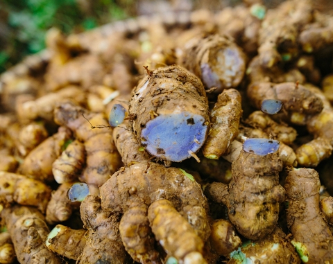 Nghệ Đen Mật Ong - Lá Mây Farm