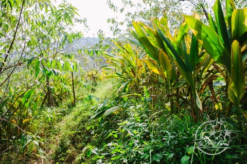 Nghệ mật Phấn hoa 200ml - Lá Mây Farm