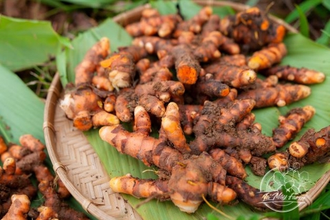 Nghệ mật Phấn hoa 200ml - Lá Mây Farm