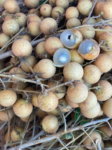 Nhãn da bò giống cũ - nhãn sạch