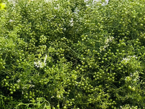 Nước thơm Karose - 500ml (nước cất cây mùi già, tinh dầu mùi già, nước cất hoa hồng cổ)