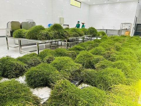 Nước thơm Karose - 500ml (nước cất cây mùi già, tinh dầu mùi già, nước cất hoa hồng cổ)