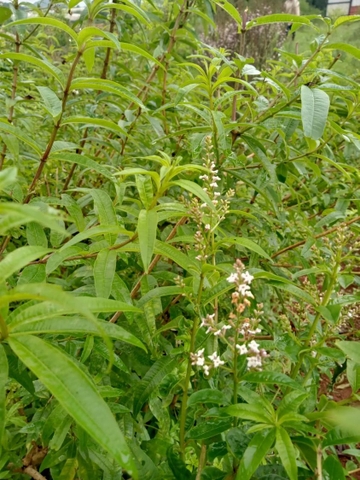 Tinh dầu sả chanh Pháp (lemon verbena)/ cỏ roi ngựa (5ml) - Tùng Hạ Farm