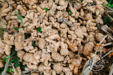 Hồng Sâm Mật Gừng 500ml - Lá Mây Farm