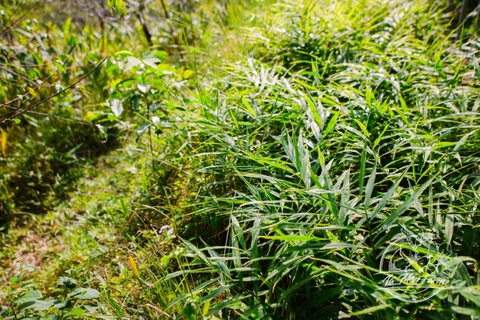 Hồng Sâm Mật Gừng 500ml - Lá Mây Farm