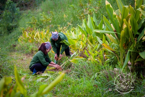 Hồng Sâm Mật Gừng 500ml - Lá Mây Farm