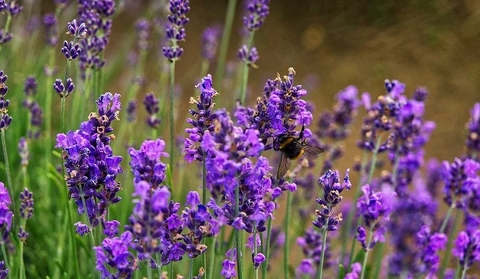 Hoa Lavender (Tươi và Khô)
