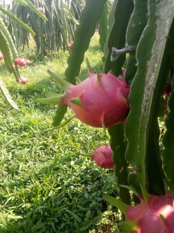 Thanh long hữu cơ LetNature