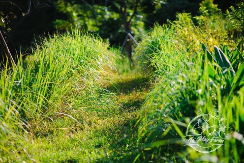 Tinh dầu sả chanh (hũ khuếch tán) 10ml - Lá Mây Farm