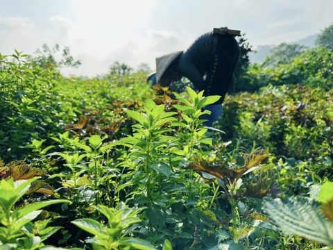 Trà Lá Bạc Hà Sấy Karose