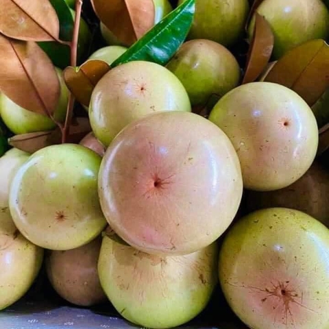 Vú sữa Hồng