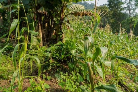 Đậu ngự khô vườn rừng Tây Giang - Noom