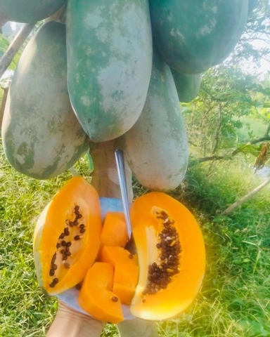 Đu đủ ruột vàng