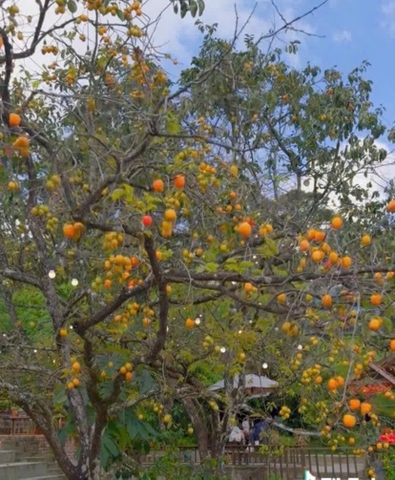 Hồng sấy gió Đà Lạt 500g