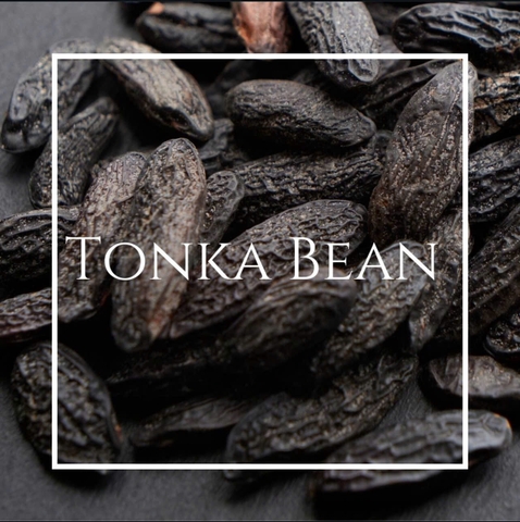 Tinh dầu đậu Tonka - Tonka Bean Essential Oil