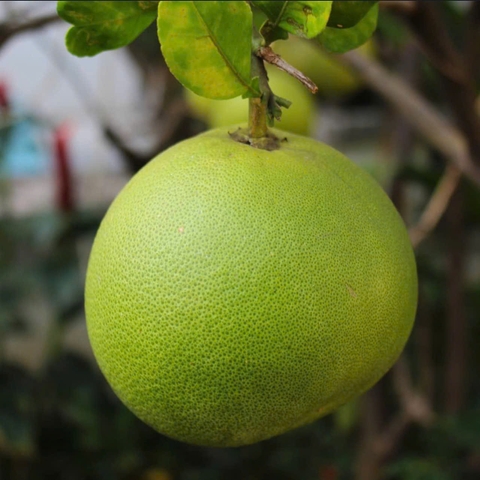 Tinh dầu Bưởi - Pomelo Essential Oil