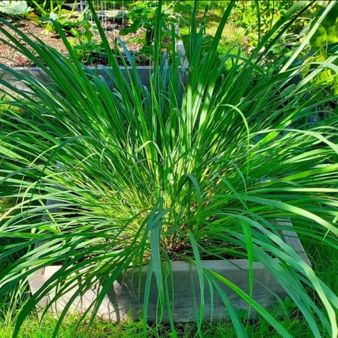 Tinh dầu sả chanh - Lemongrass Essential Oil