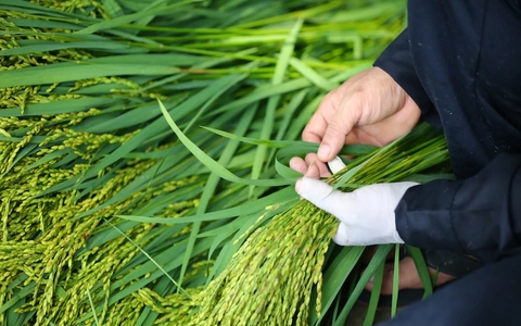 Cốm Mễ Trì Thượng: Làng nghề cốm truyền thống của Hà Nội