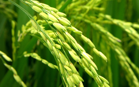 Cốm - Một thức quà của lúa non: Ý nghĩa và giá trị văn hóa của cốm Việt