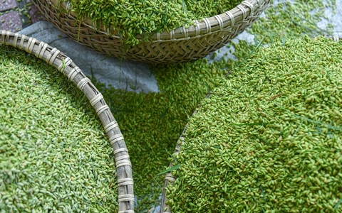 Rượu cốm chuẩn là gì? Cách nhận biết rượu cốm ngon đúng vị