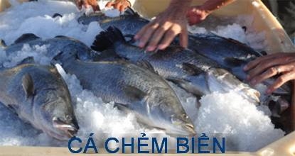 Cá chẻm biển