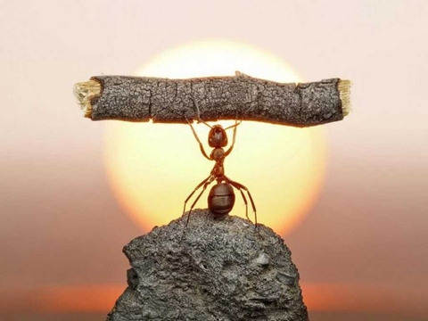 Cam Kết Sản Phẩm Chính Hãng