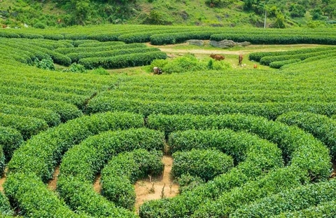 NHỮNG ĐỊA ĐIỂM DU LỊCH MỘC CHÂU BẠN KHÔNG NÊN BỎ QUA