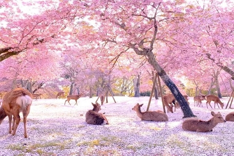 [2026] CUNG ĐƯỜNG VÀNG NHẬT BẢN 6N5Đ VNA NARA–OSAKA–KYOTO–PHÚ SĨ–TOKYO