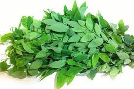 RAU BỒ NGÓT (SAUROPUS ANDROGYNUS) TỐT HAY KHÔNG TỐT CHO SỨC KHỎE?