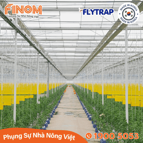 Bẫy dính côn trùng FLYTRAP (dạng cuộn)