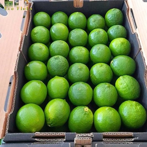 [Giao Hỏa Tốc HCM] Giá SỈ Chanh Không Hạt VietGAP Loại A+ Xuất Khẩu – 5Kg | Tươi Ngon – An Toàn