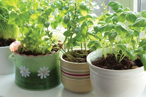 Top những loại rau củ dễ trồng tại nhà