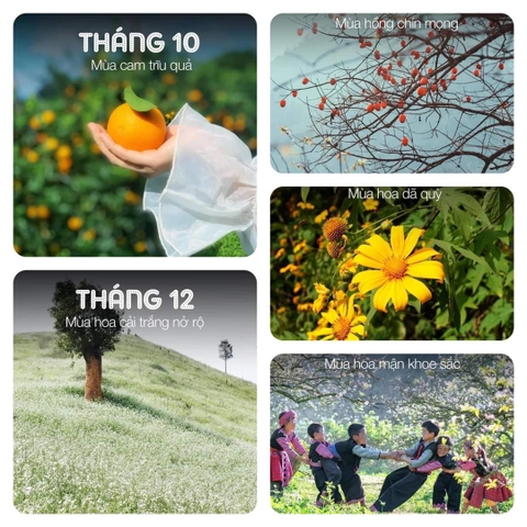 Mộc Châu tháng 11- Checki in nơi đâu?